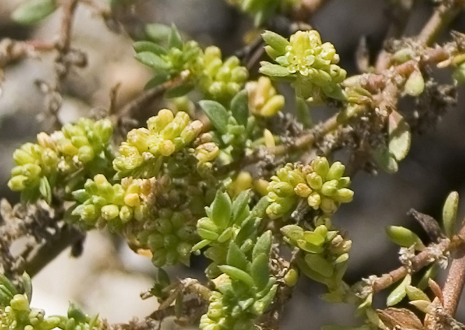 Herniaria glabra / Erniaria glabra